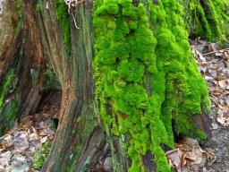 | Einhausen | Jägersburger-Wald | Baumstamm | Moos