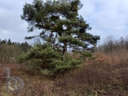 | Einhausen | Jägersburger-Wald | Baum | Kiefer