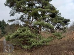 | Einhausen | Jägersburger-Wald | Baum | Kiefer