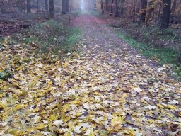 | Einhausen | Jägersburger-Wald | Waldweg | Herbst
