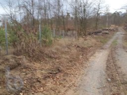 | Einhausen | Jägersburger-Wald | Waldschaden | bodenschonende Forstmaschinen |