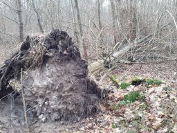 | Einhausen | Jägersburger-Wald | Waldschaden | Entwurzelt-Umgestürzt |