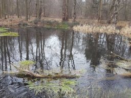 | Einhausen | Jägersburger-Wald | Waldschaden | Infiltration |