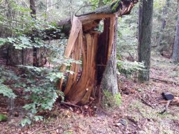 | Einhausen | Jägersburger-Wald | Waldschaden | Bruch-Baumstamm |