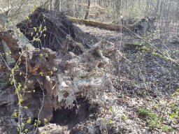 | Einhausen | Jägersburger-Wald | Waldschaden | Entwurzelt-Umgestürzt |