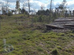 | Einhausen | Jägersburger-Wald | Waldschaden | Kahlschlag |