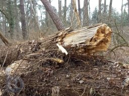 | Einhausen | Jägersburger-Wald | Waldschaden | Bruch-Baumstamm |