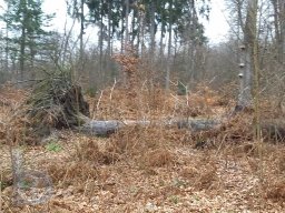 | Einhausen | Jägersburger-Wald | Waldschaden | Entwurzelt-Umgestürzt |