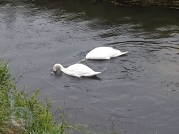 | Einhausen | Weschnitz | Schwäne